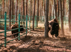 Зоопитомник «Червленый яр» приглашает на праздник «Как прекрасен этот мир - посмотри!».