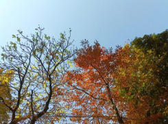 Место, где встретились все сезоны года, нашли в Воронеже