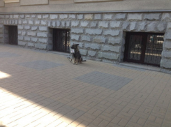 В Воронеже у ЮВЖД собака собирает деньги на кость