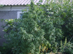 В Каширском районе местный житель хранил 190 кустов конопли