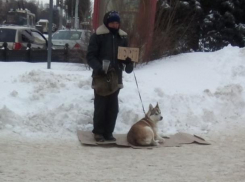 Собака для уличного заработка денег встревожила воронежцев