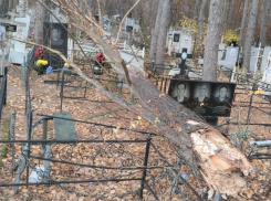 Дерево упало на могилы на кладбище в Воронеже