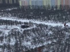 Уничтожение яблоневого сада в Северном микрорайоне сняли на видео в Воронеже