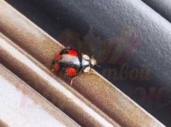 Божья коровка необычного окраса удивила жителей Воронежа