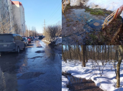 Канализационные стоки затопили воронежский памятник природы Нагорная дубрава