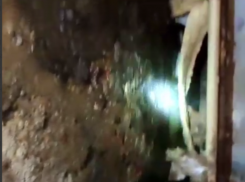 Фекальное королевство: тошнотворный подвал показали на видео в Воронеже