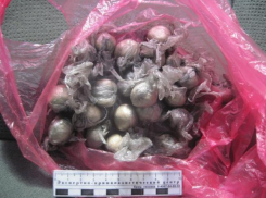 Москвич привез в Воронеж огромную партию героина