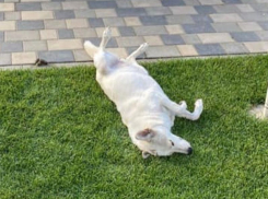 О зверской расправе живодеров над безобидной собакой сообщили воронежцы