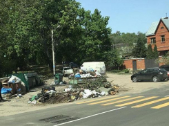 Зебра приглашает туристов на помойку в центре Воронежа