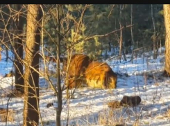 Сбежавший в Воронеже тигр Шерхан стал выходить к людям из своего укрытия