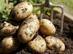 Воронеж признан картофельной столицей России