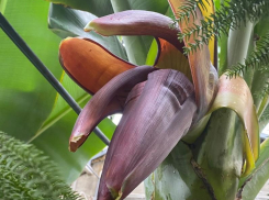 Банан внезапно зацвел под Новый год в Воронеже