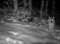 Новые хищники стали обитать на территории Хоперского заповедника в Воронежской области