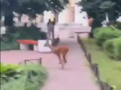 Прямо по Кольцовской: по центру Воронежа носится напуганный олененок 