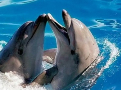 В Воронеже перед Новым годом откроется дельфинарий 