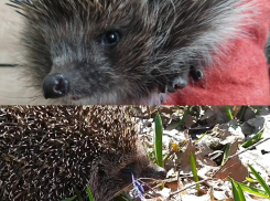 Жирный, недовольный и недоспавший ёжик выпущен на волю воронежскими волонтерами