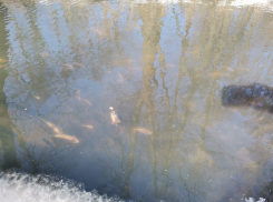 Общественность призвала оценить ущерб Воронежскому заповеднику от убийства Усманки