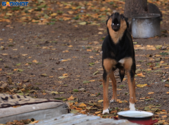 На ограждение для воронежского приюта для животных мэрия отложила 5 миллионов рублей 