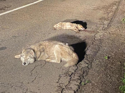 История о собачьей преданности тронула жителей Воронежской области