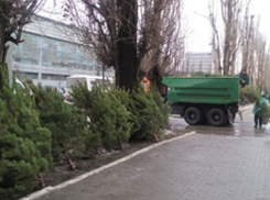 Власти Воронежа начали борьбу с нелегальными продавцами новогодних елок