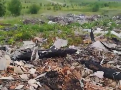 Под угрозу экологической катастрофы из-за свалки попал райцентр в Воронежской области
