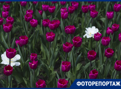 Как расцвел центр Воронежа с приходом мая 