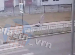 Следователи проверят видео с тасканием малыша по асфальту в Воронеже