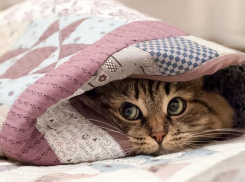 На последней рабочей неделе лета в Воронеже похолодает до +19