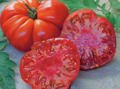 Ребристый гигант весом до двух килограммов – томат сорта Брутус