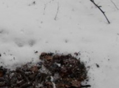 В Кантемировском районе уничтожили 5 снарядов времен Великой Отечественной войны