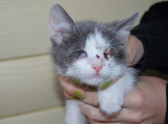 Истерзанных воронежскими подростками котят увезут в Германию