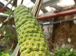 Первый “бананас” созрел в Воронеже