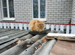 Суровый толстый кот своим видом показал презрение к жизни в Воронеже 