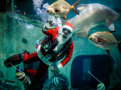Увидеть акулу и встретиться с подводным Дедом Морозом: топ идей от Воронежского океанариума к Новому году