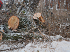 Воронежские власти рассказали, на каких улицах будут обрезать деревья