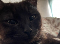 Котенка, несколько дней просидевшего на верхушке огромного тополя, спасли в Воронеже