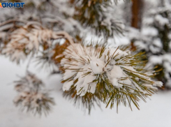 Пасмурную и теплую погоду покажет воронежцам начало весны 2026 года