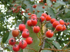 Воронежские олимпийские чемпионы в преддверии майских праздников посадили рябину