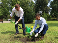 Деревья по царским ценам закуплены для дворца «Ольденбургских» под Воронежем