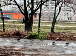 Жестокое прощание с праздниками заметили на улице в Воронеже