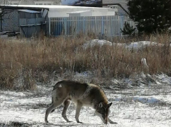 По окраине Воронежа среди белого дня бегал большой волк