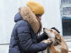 Собаки смеются хвостом