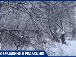 Две массивные ветки нависли над тротуаром рядом с воронежской школой 