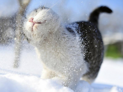 Плюсовая температура ждет воронежцев на рабочей неделе