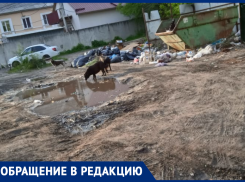 Собачий водопой посреди унылой воронежской действительности сняли на видео