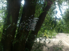 В Воронеже на Левом берегу появилось дерево наркоманов 