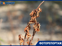 Не дожили до нового мэра: выжженные останки зеленого будущего показали в Воронеже 