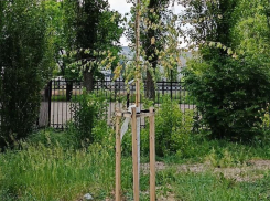 Воронежцы бьют тревогу из-за молодых деревьев у будущего музея ВДВ