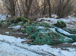 Кладбище новогодних елок показали в Воронеже 