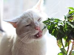 Пятый участник конкурса Я и мой любимец Евгений Осенков и его снежный Барс (ФОТО-ИСТОРИЯ)